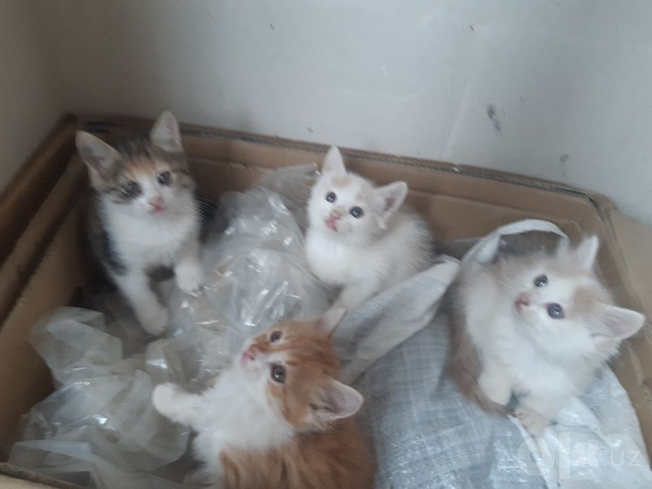 Pishiqlar bar satilatin
