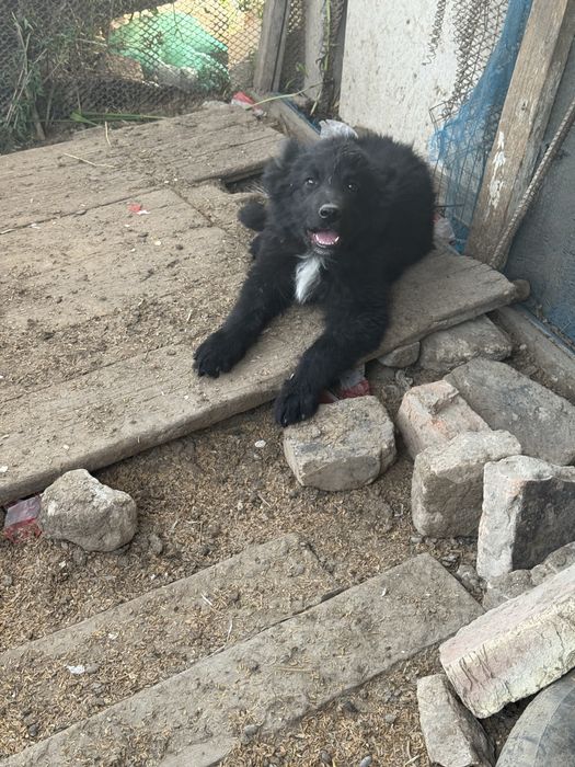 Кушиктер сатылады