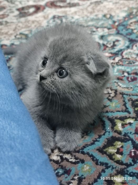 Shatlanskiy uy mushugi