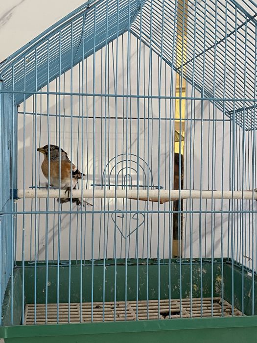 Вьюрок самец и самка