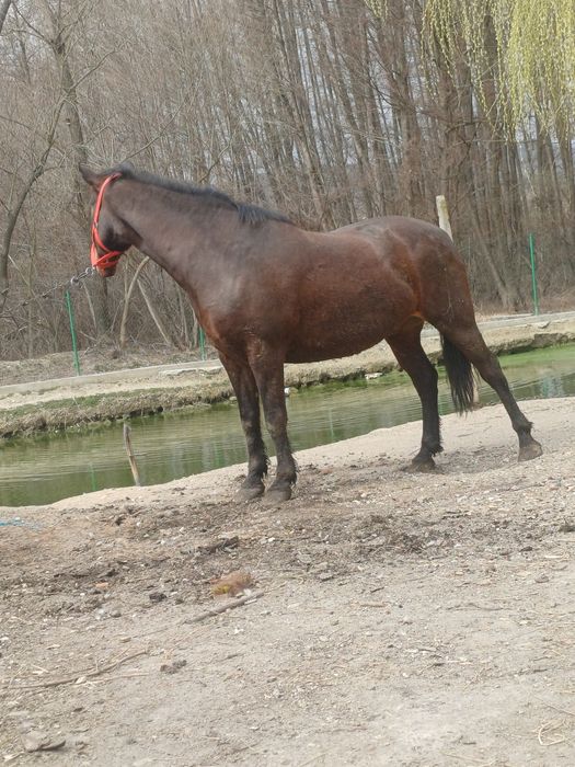 Vând cal accept orice proba