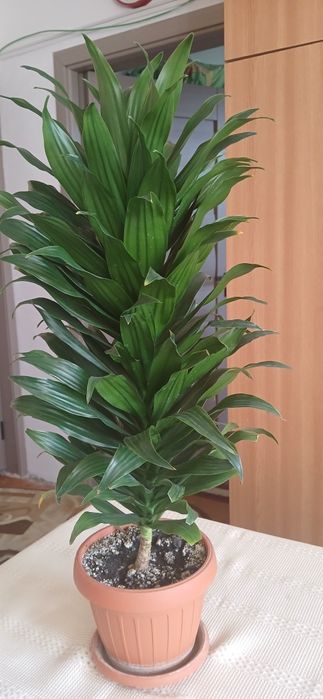 Planta Trunchiul Fericirii