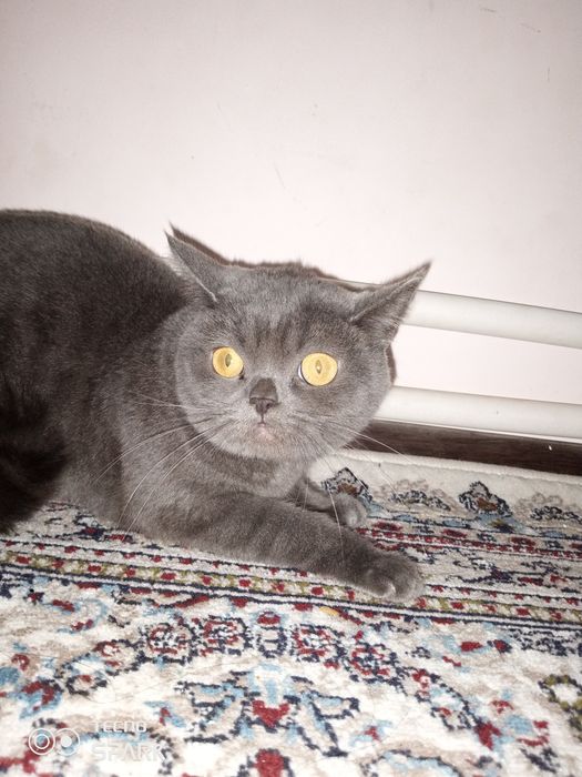 Mushuk sotiladi moda arzon narxda