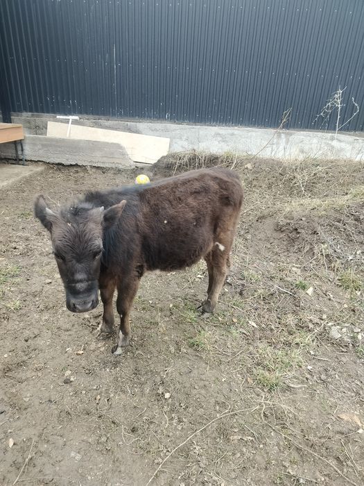 Еки 1 жас бызаулар