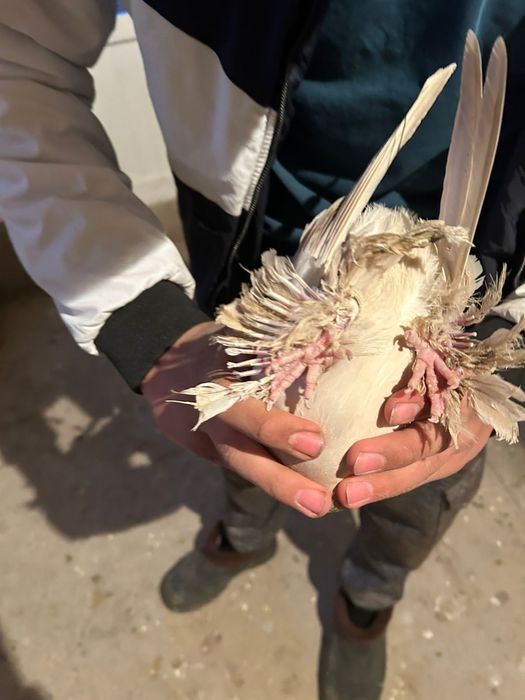 Голуб 6.000 голуби кептер