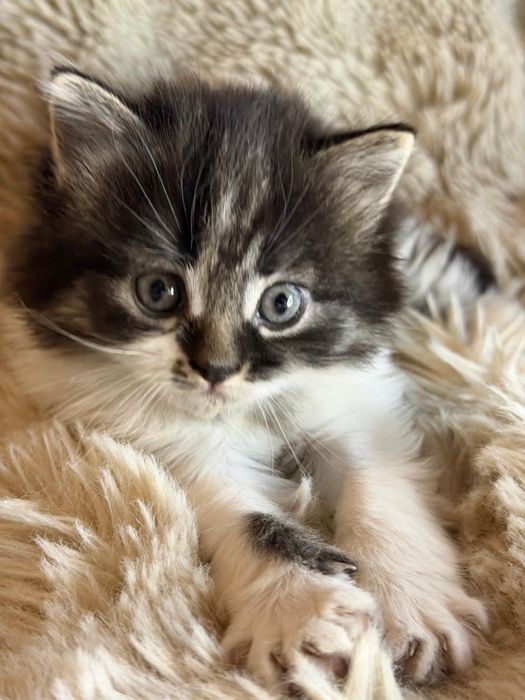 Котенок девочка, 2 месяца