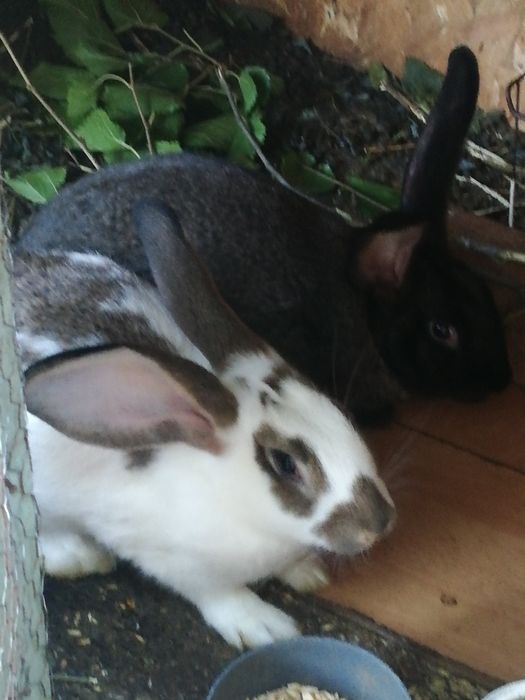 Продавам зайци на 5 месеца