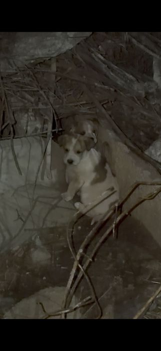 Щенята в добрые руки бесплтано.