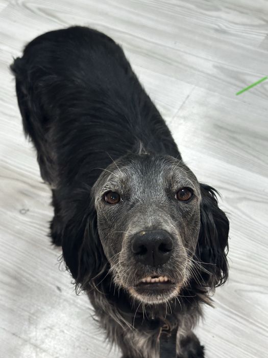 Продам английского сеттера