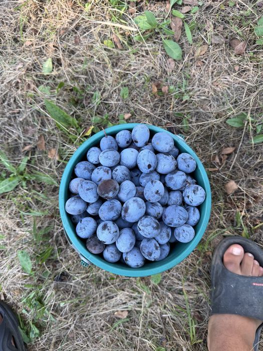 Vand Prune de tuică!