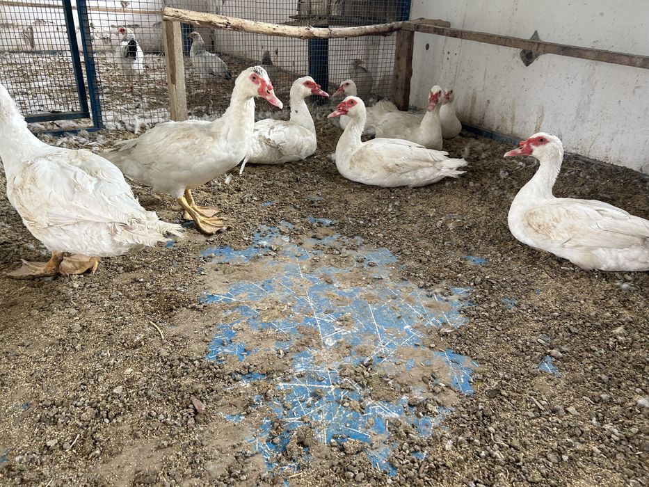 Индоутка тяжелой линии