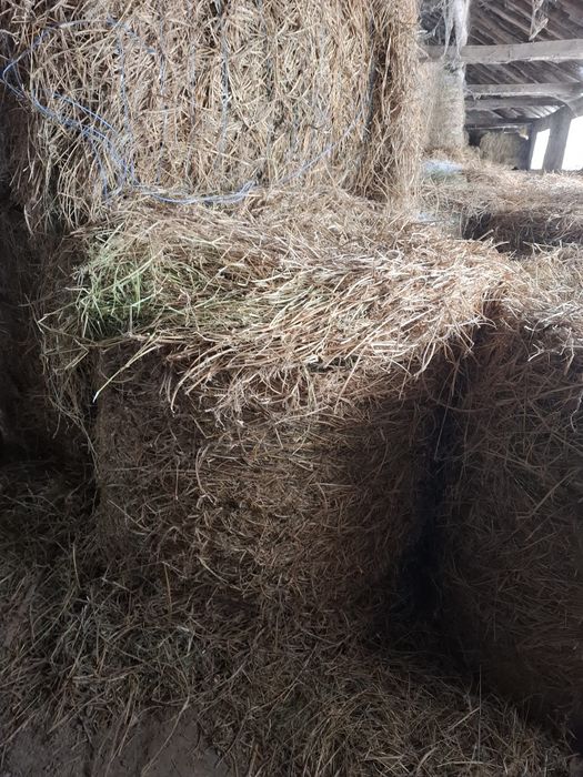 Baloti lucerna dreptunghiulari si rotunzi