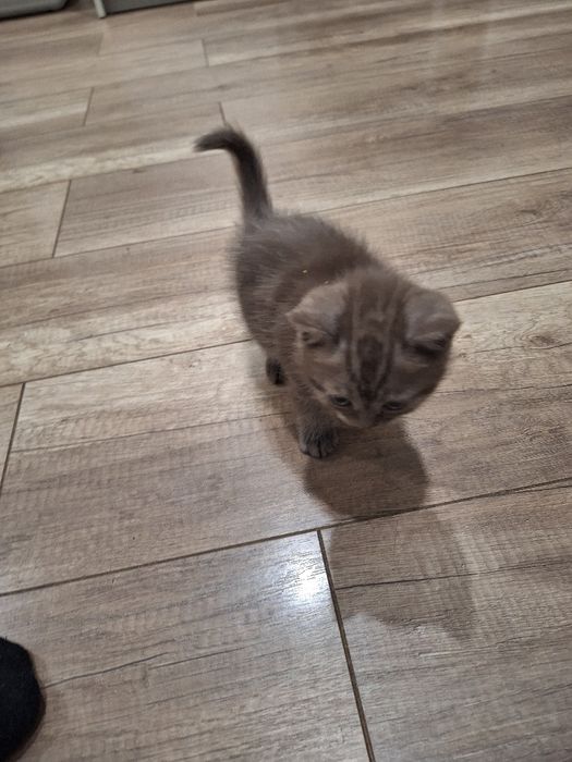 Продаем Кот породистый