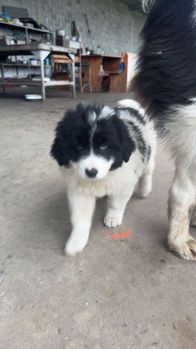 Чистокръвни Каракачанки