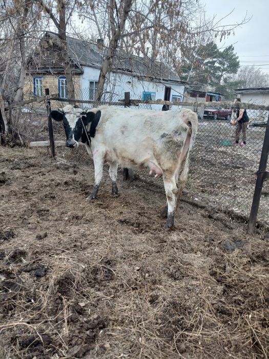Продаётся корова