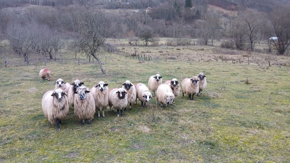 Vând oi tinere !