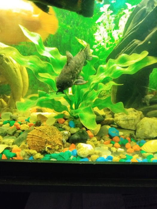 Аквариум 250 литров