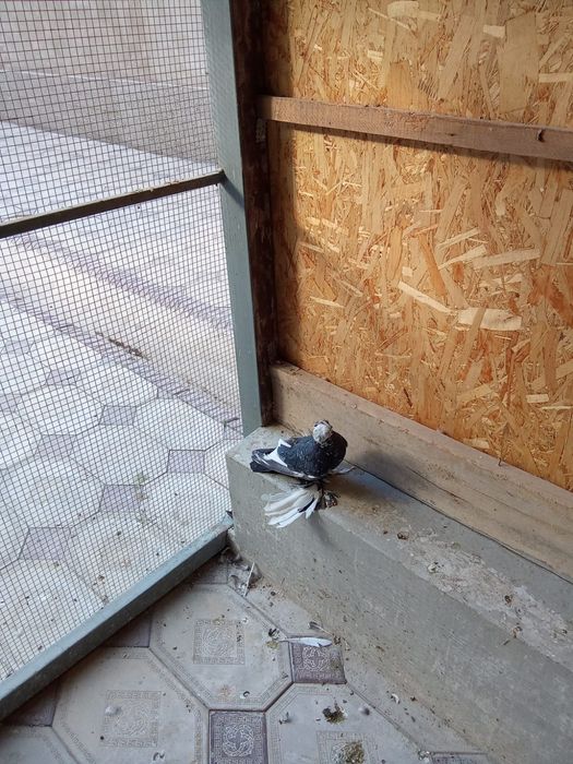 Голубь соч просто