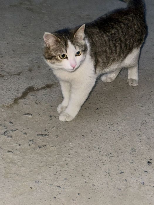 Отдам в хорошие руки бесплатно