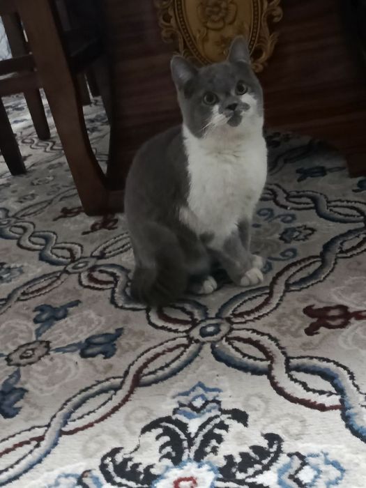 400 ming kelishamz. British Shorthair. Fargʻonada