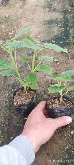 Pavloniya nihollari,  pavloniya FTE koʻchatlari