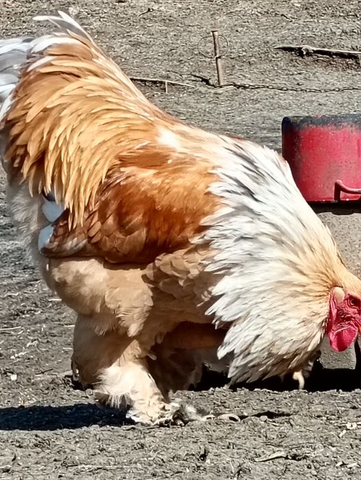 Pui brahma și cocoși