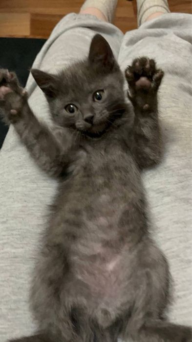 Отдам котят. Два мальчика