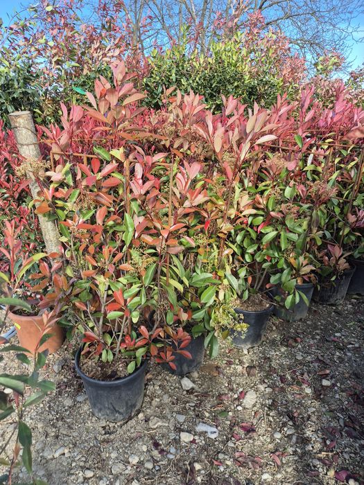 Chiparos Leylandii 1–4m ideal gard viu des, livrare rapidă + montaj