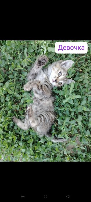 Отдам котят. Две кошечки и мальчик кот рыженький