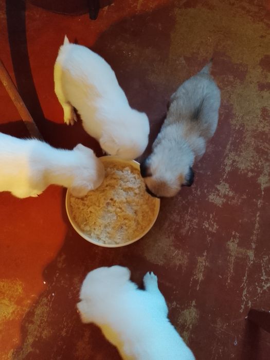 Очень симпатичные щенки.