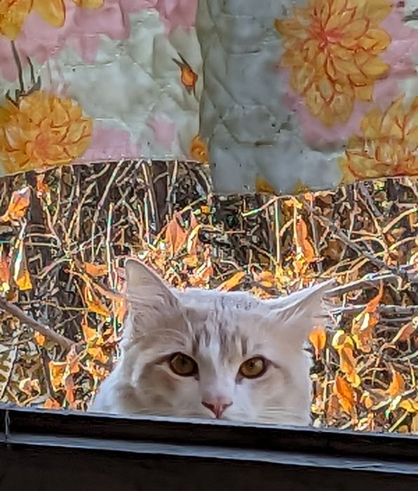 Рыжий ласковый кот