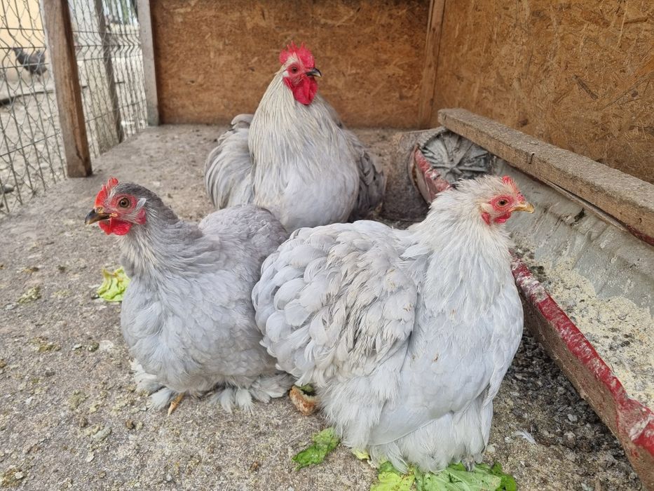 Vand chochinchina pitic lavandă