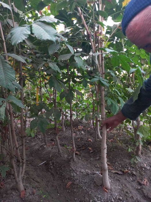 Каштан кучатлари