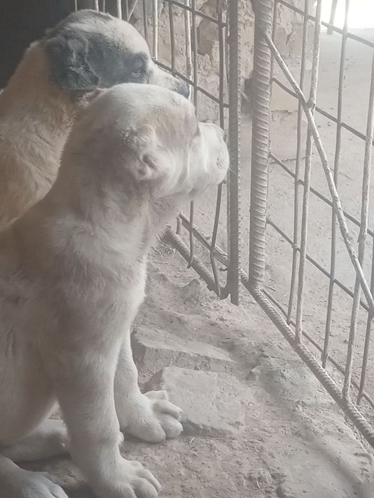 Alabay kuchuk sotiladi 300