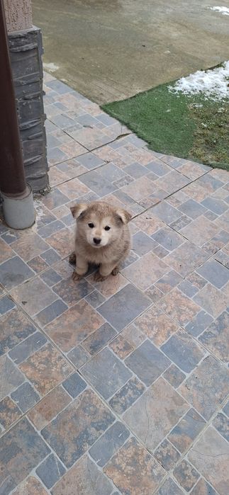 Catelusi metisi huskey dog german