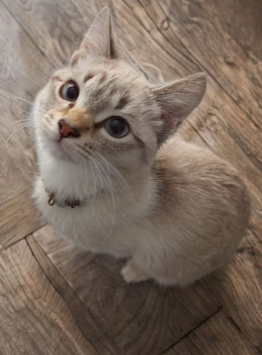 Отдаю котят В хорошие руки