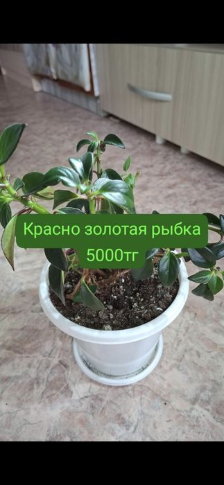 Комнатные цветы обращайтесь