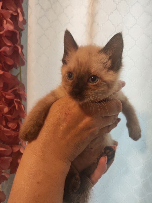 Продаются сиамские котята