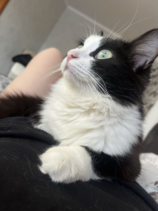 отдам кошечку в добрые руки