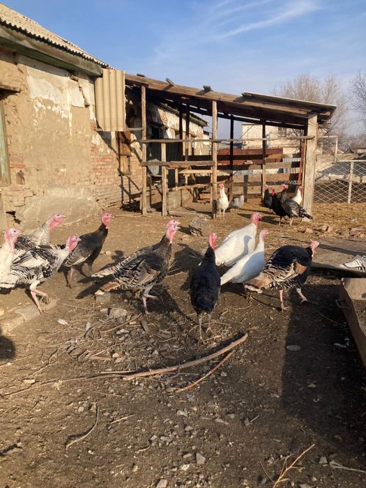 Продам индюков молодых