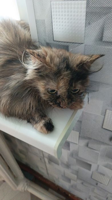 Отдаем котенка и мать