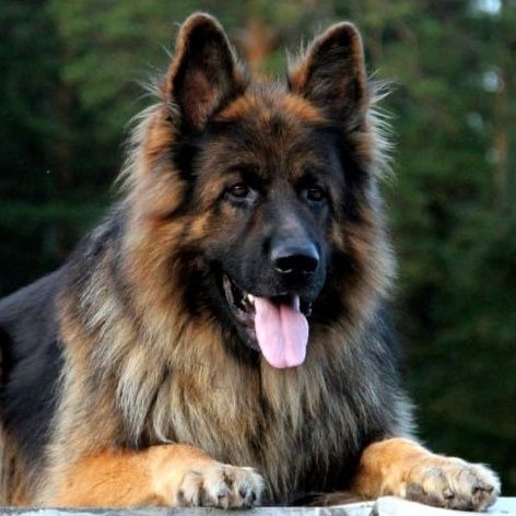 Элитные щенки немецкой овчарки