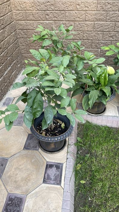 Лимон дерево кумкваты