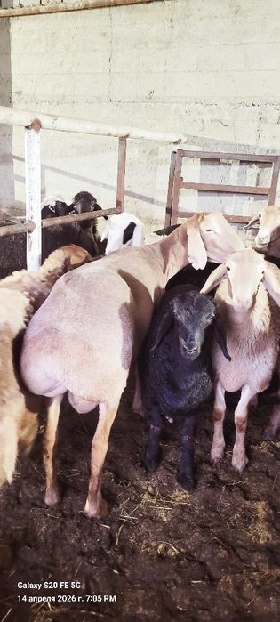 Arashan sovluq ona bala sotilad