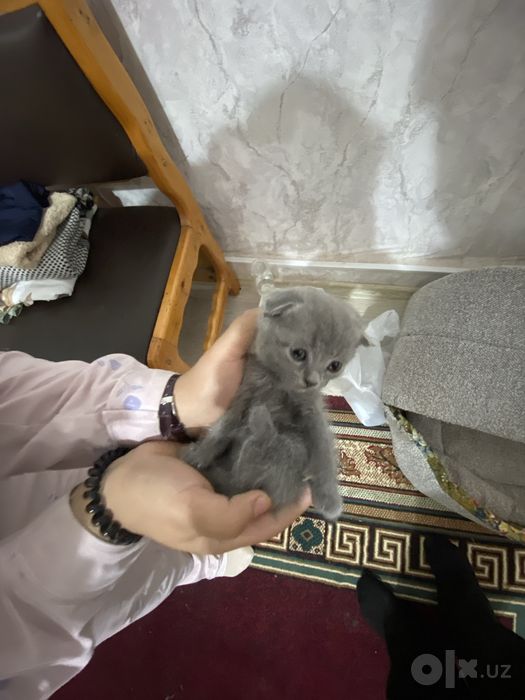 Котёнок британский