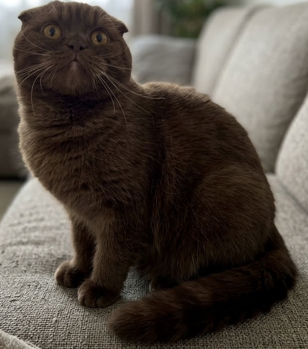 Шикарные шотландцы! Котята скоттиш фолд