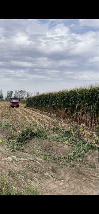 Силос ( корм для скота)