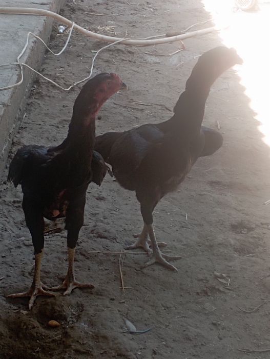 Корея Тоза зот бокувчилар учун Тухум жужалари сотилади куланги dakan