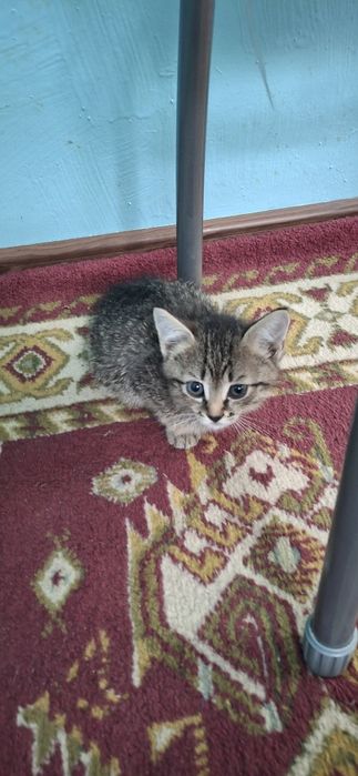 Отдам котёнка в добрые руки