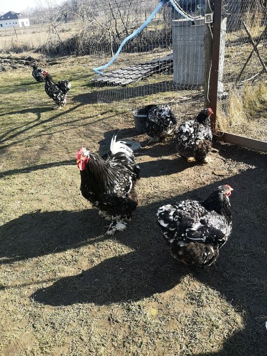 Oua de pasari de rasa cochinchina pentru incubat